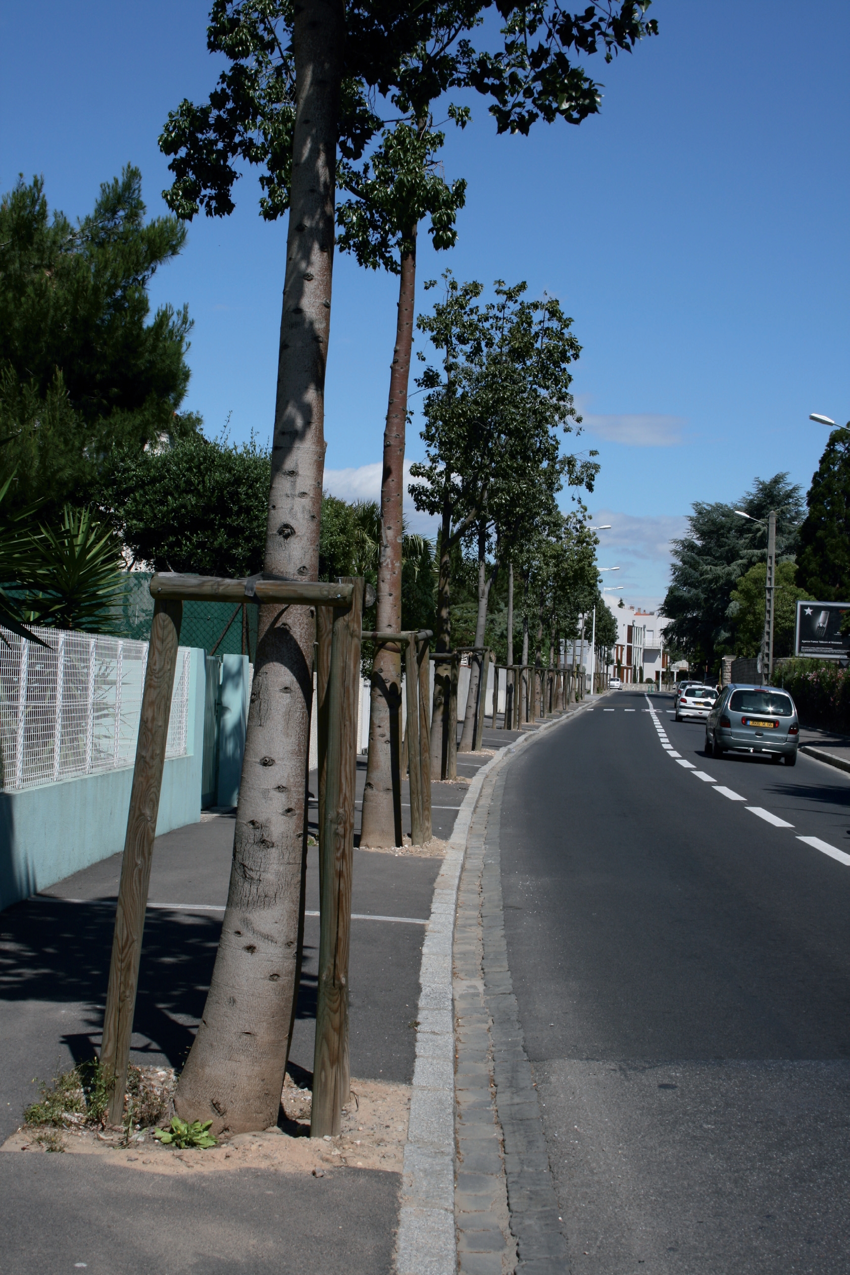 Arbres en ville : un air plus pur