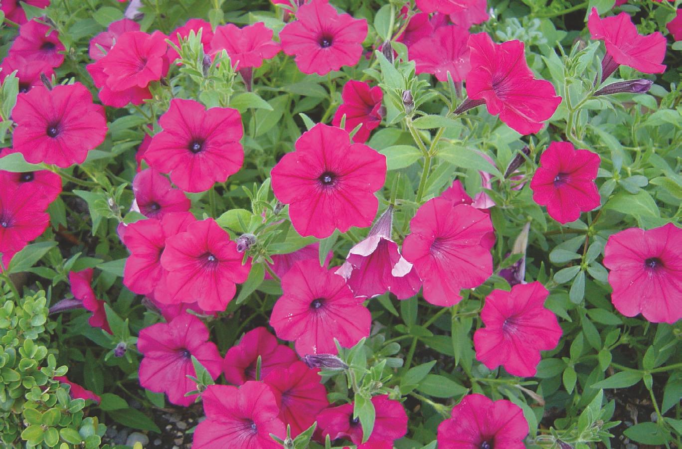 Sage ou vif : le rose, ou plutôt les roses