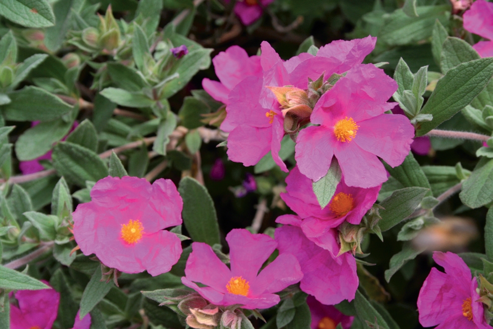 Les types de floraisons