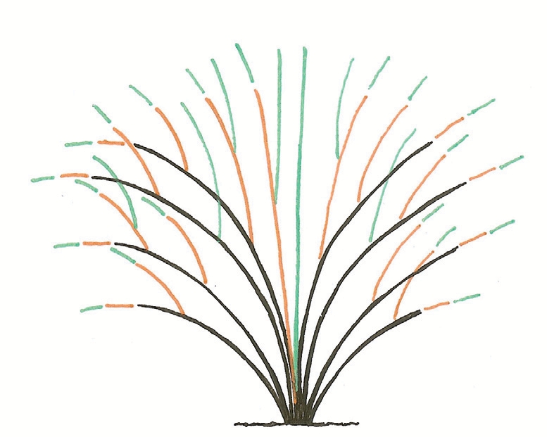 L’incidence des distances de plantation sur l’entretien