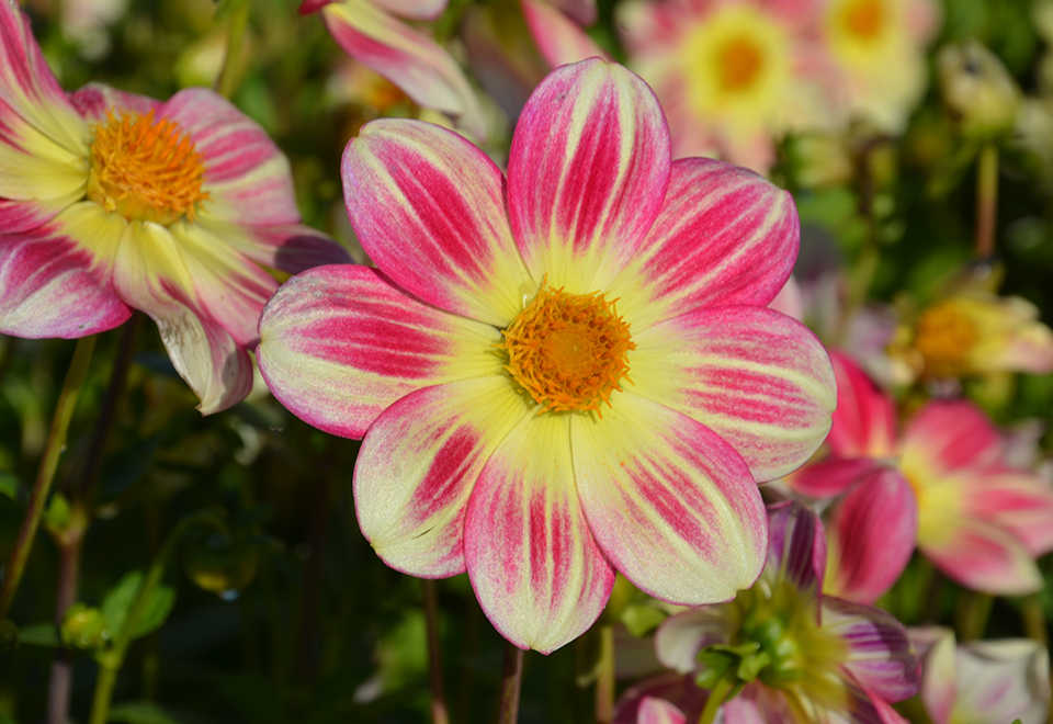 Dahlias simples à butiner, parfaits pour la biodiversité