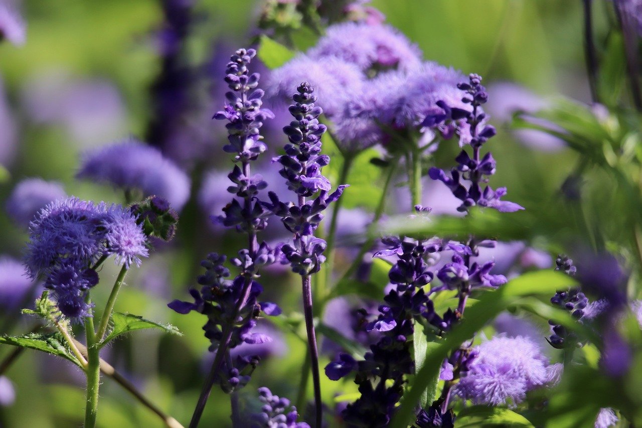 Les bleus et les violets